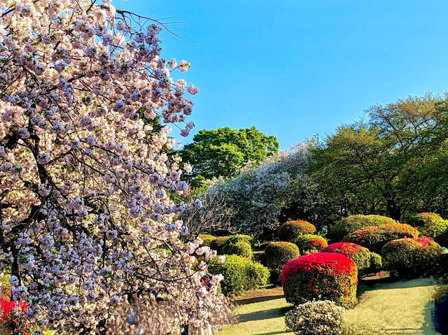 Shinjuku Gyoen Cherry Tree Area