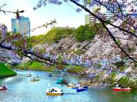 Chidorigafuchi Moat