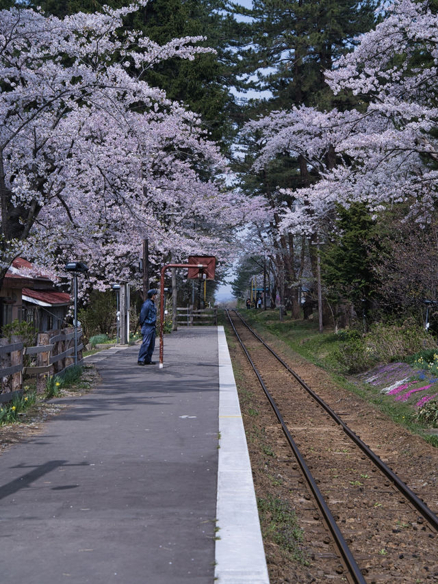 青森・桜】駅と列車と桜のコラボレーション🚃🌸穴場のエモいスポット✨※アクセス解説付き