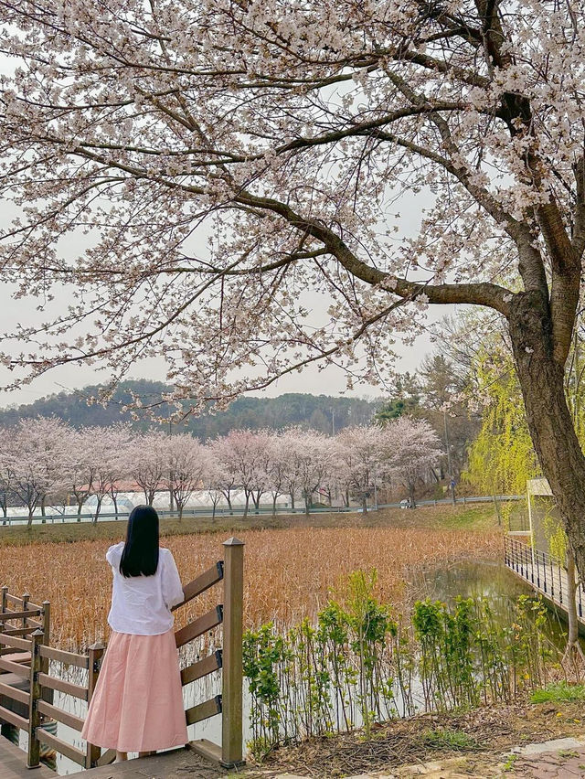 청주 사람들도 잘 모르는 숨은 벚꽃길과 카페 추천🌸💖