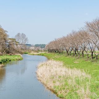 Beautiful Cherry Blossom of Hongseong Gun