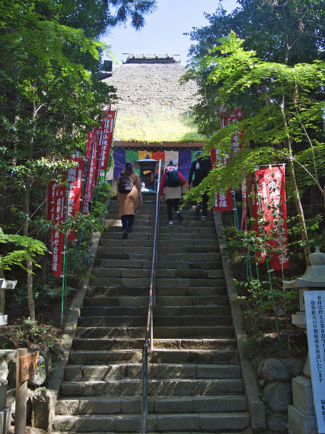 【東京】もうすぐ見頃‼️東京のはずれにある大きなつつじ園🌺