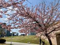 日本丸紀念公園@櫻木町