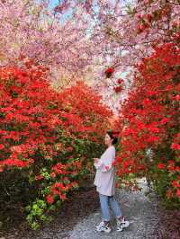 철쭉과 서부해당화의 환상콜라보🌸