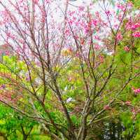 Cherry trees blanketing the area 🌸🇹🇼🌸