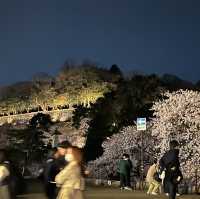 Night sakura 
