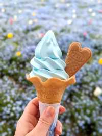 Nemophila Festival งานเทศกาลดอกไม้โอซาก้า