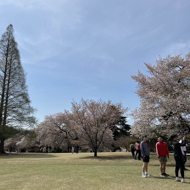 新宿御苑 | 東京市中心的綠洲秘境 🌸
