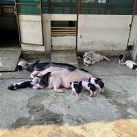 หล่อเลี้ยงฟาร์ม คาเฟ่ - Lhor Liang Farm!🐷