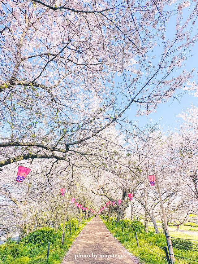 菜の花 / 桜の共演　ソメイヨシノ1キロ！【埼玉】