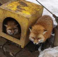 Zao Fox Village