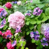 【🌿傳統典雅👘筥崎宮繡球花苑🏵️】