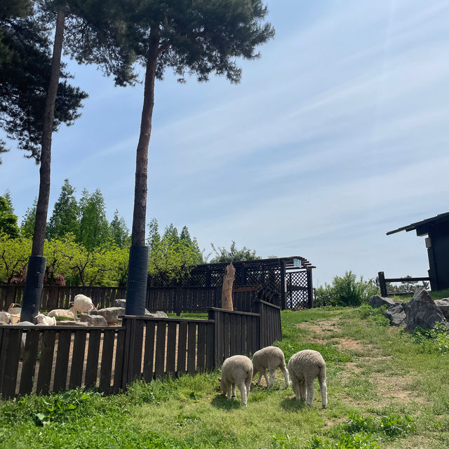 💚5월의 싱그러움과 잘 어울리는 📍안성팜랜드📍로 초대합니다💚
