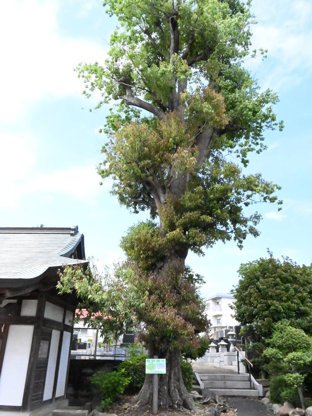 【長久寺/埼玉県】所沢市唯一の時宗寺院