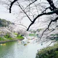 【桜スポット】千鳥ヶ淵の桜🌸
