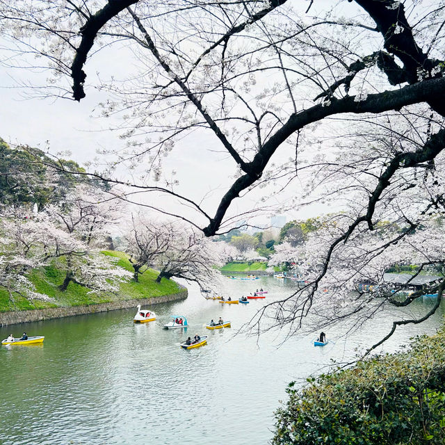 【桜スポット】千鳥ヶ淵の桜🌸
