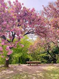 💗🌸창원 겹벚꽃 명소 창원에서 젤 이쁜 곳🌸💗