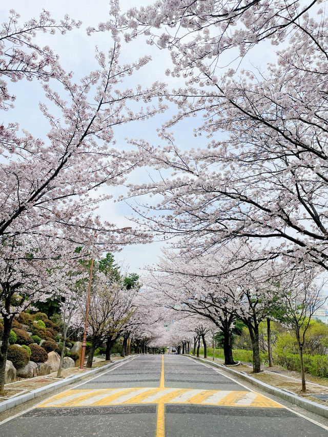 창원 태극기와 벚꽃을 함께 볼 수 있는 곳🇰🇷💗