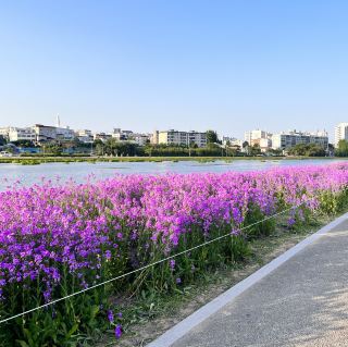 紫色的油菜花田—盈川生態地區公園