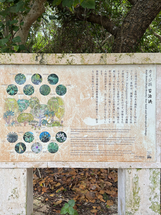 星の砂ビーチ、カイジ浜で星の砂を探そう💫🌴