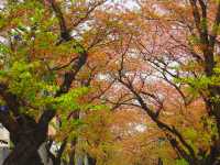 【首爾景點】「汝矣島公園」：首爾市中心清幽綠洲🌳，享受大自然，令人感到份外滿足‼️