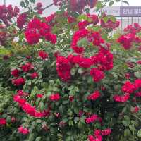 Rose season in Seoul