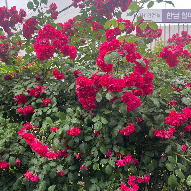 Rose season in Seoul