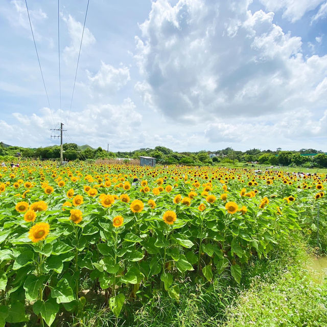 元朗信芯園太陽花節