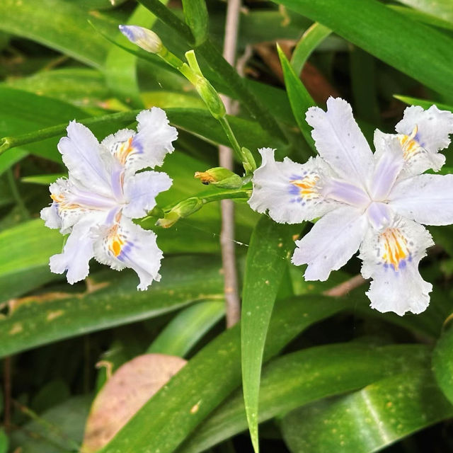 「星湖竹林：春天好去處，攝影愛好者的天堂」