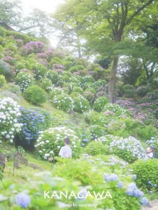 【 神奈川/ 小田原 】城堡與繡球花、玉蟬花的美妙組合
