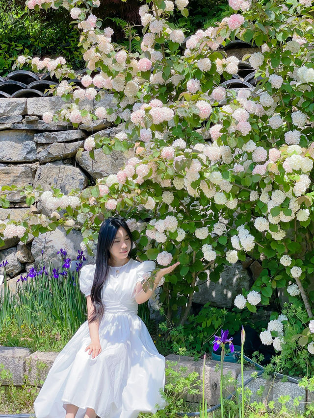 25년 목향장미 진짜 예쁠 진해보타닉뮤지엄!