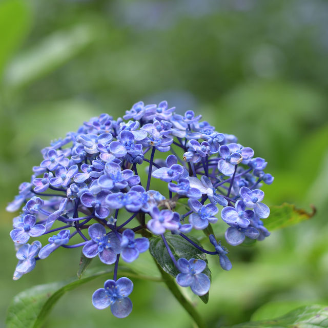 【Tokyo🇯🇵】神代植物公園　あじさいスポット