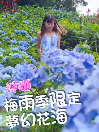梅雨季限定滿山繡球花海🩵沖繩
