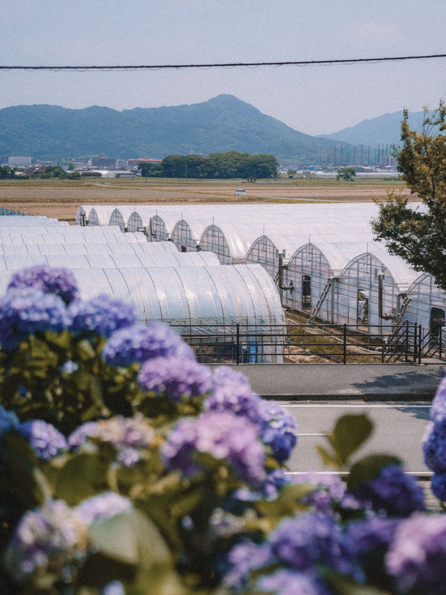 🇯🇵福岡必去糸島半島：ヲベタ清正公堂（糸島あじさい寺） 6/7月或11月最佳