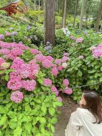 【京都】2万株の色とりどりのあじさいに出会えるお寺