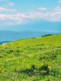 【長野県/諏訪市　夏でも涼しい霧ヶ峰に咲く黄色い花”ニッコウキスゲ”】