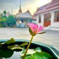 Discover the Beauty of Thailand 🇹🇭🌴✨