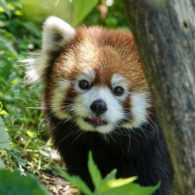 北海道第一座動物園，有北極熊館和日本最大象舍