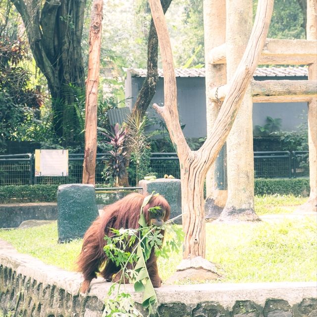 【インドネシア】ジャカルタで動物園に行くならラグナン動物園