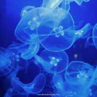 Okinawa Churaumi Aquarium