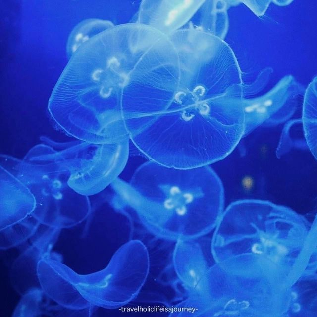 Okinawa Churaumi Aquarium