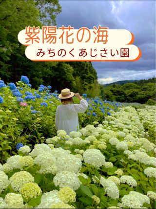 一起去看日本最大規模的繡球花海吧！陸奧繡球花園