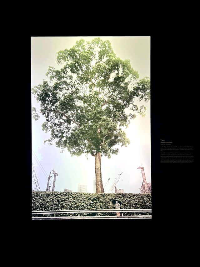 Singapore the Very Old Trees