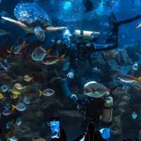 🌊 Dive into the Depths of Aquaria KLCC! 🌊