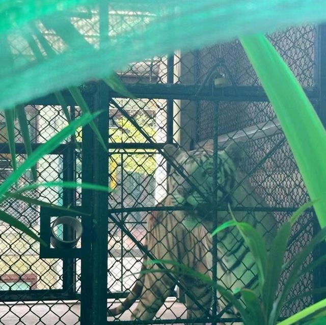 普吉島老虎王國與虎共舞
