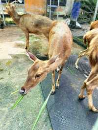 Feeding Cute Animals at BSL Ecofarm