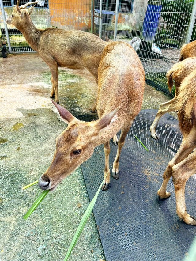 Feeding Cute Animals at BSL Ecofarm