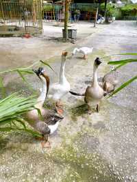 Feeding Cute Animals at BSL Ecofarm