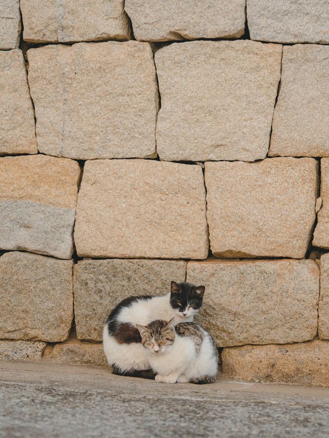 【香川】瀬戸内海に浮かぶ猫島！島猫と絶景に癒される1日！