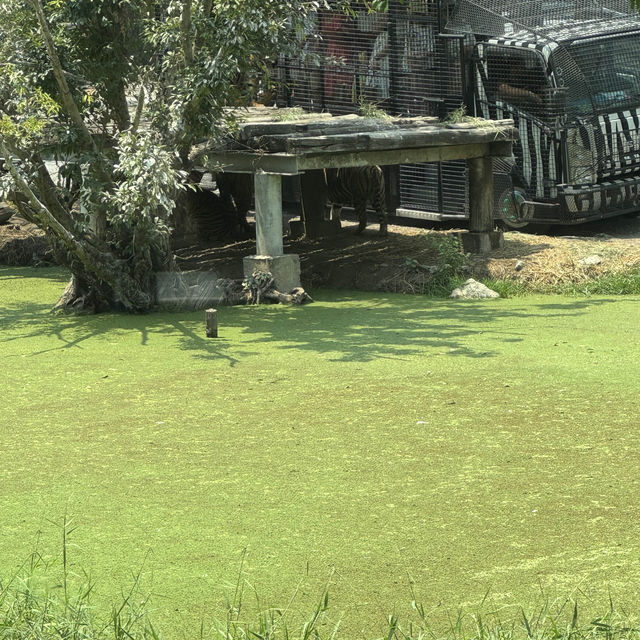 **標題：曼谷Safari World動物園遊玩全攻略**